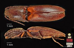 Xanthopenthes baumi • © Ang Yuchen • CC BY 4.0