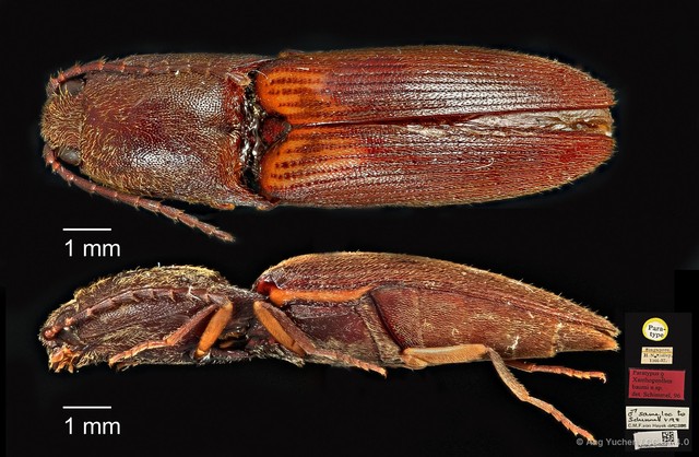 Xanthopenthes baumi • © Ang Yuchen • CC BY 4.0