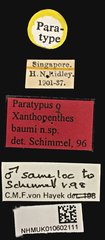 Xanthopenthes baumi • All Rights Reserved Museum Label