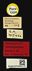 Xanthopenthes baumi • All Rights Reserved Museum Label
