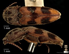 Xanthopenthes bifasciatus • © Ang Yuchen • CC BY 4.0
