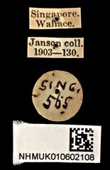 Xanthopenthes bifasciatus • All Rights Reserved Museum Label