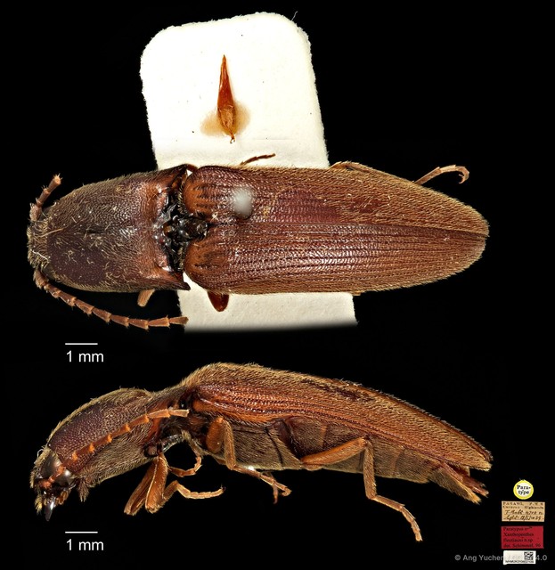 Xanthopenthes • © Ang Yuchen • CC BY 4.0