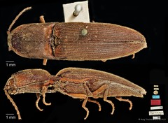 Xanthopenthes • © Ang Yuchen • CC BY 4.0