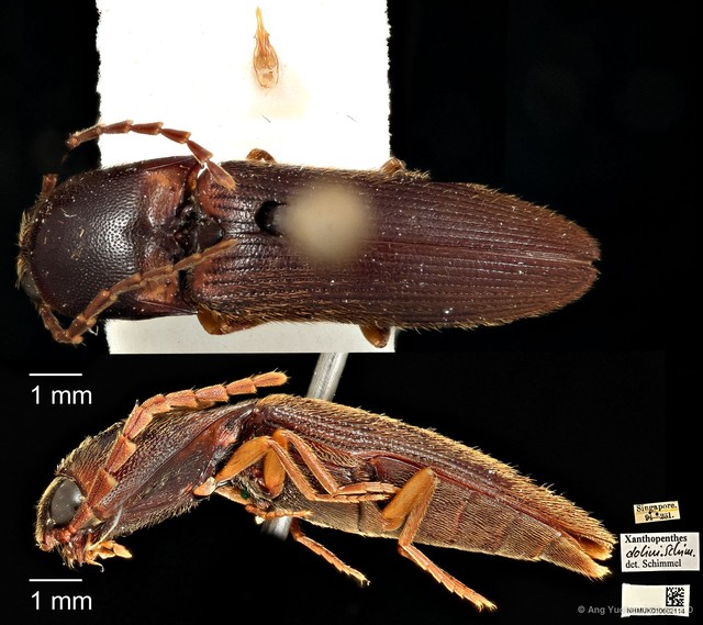 Xanthopenthes