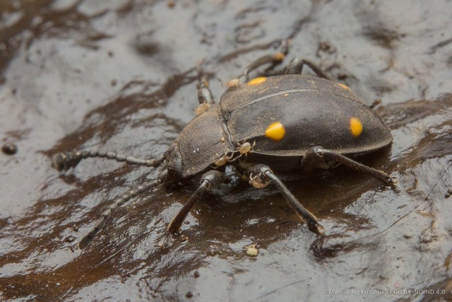 Eumorphus assamensis • © Marcus Ng Fu Chuan • CC BY-NC-ND 4.0