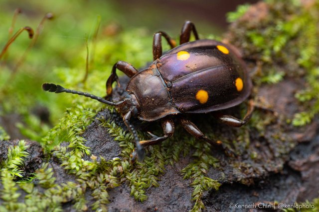 Eumorphus politus • © Kenneth Chin • All Rights Reserved