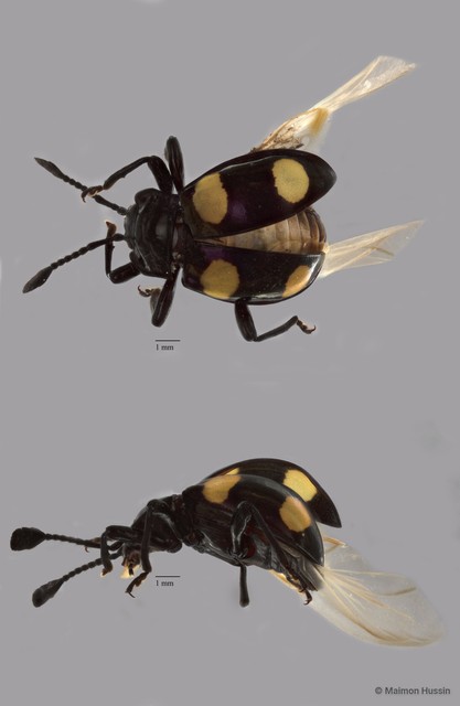 Eumorphus quadriguttatus • © Maimon Hussin • All Rights Reserved