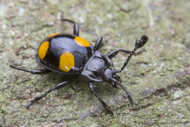 Eumorphus westwoodi • © Marcus Ng Fu Chuan • CC BY-NC-ND 4.0