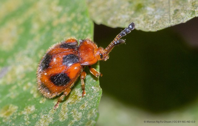 Stenotarsus pardalis • © Marcus Ng Fu Chuan • CC BY-NC-ND 4.0