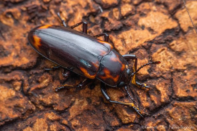 Encaustes sp. "a9e075a9" • © Kenneth Chin • All Rights Reserved