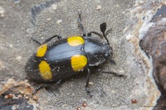 Episcapha (Episcapha) xanthopustulata • © Marcus Ng Fu Chuan • All Rights Reserved