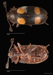 Episcapha (Episcapha) xanthopustulata