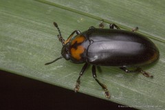 Micrencaustes (Micrencaustes) liturata