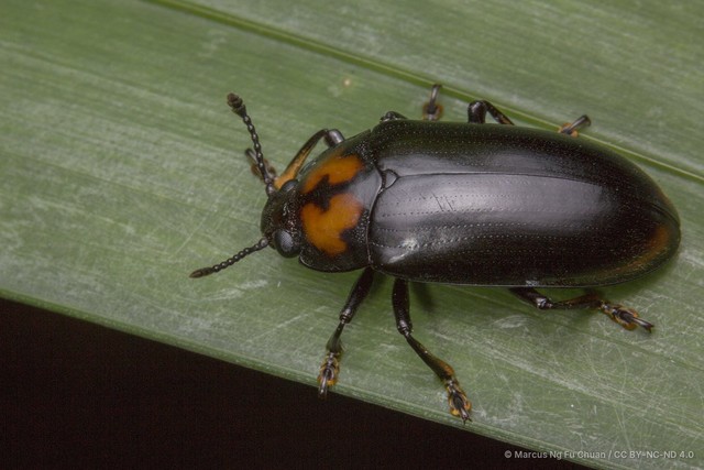 Micrencaustes (Micrencaustes) liturata • © Marcus Ng Fu Chuan • CC BY-NC-ND 4.0
