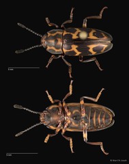 Micrencaustes (Micrencaustes) lunulata • © Wan FA Jusoh • All Rights Reserved