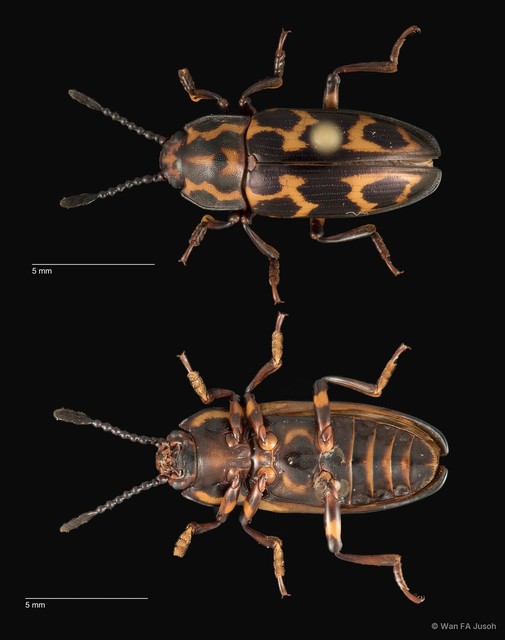 Micrencaustes (Micrencaustes) lunulata