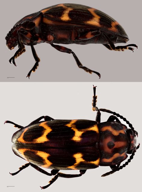 Micrencaustes (Micrencaustes) lunulata • © Tan Wee Chye • All Rights Reserved
