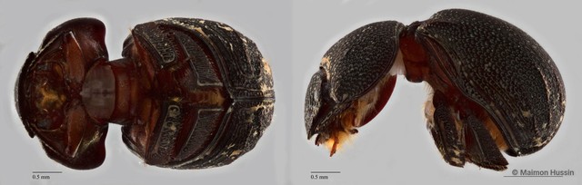 Ceratocanthinae sp. "ZRCBDP0071825" • © Maimon Hussin • All Rights Reserved
