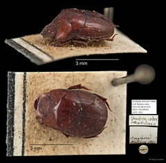 Ceratocanthus sp. "AYC 163" • © Ang Yuchen • All Rights Reserved
