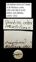 Ceratocanthus sp. "AYC 163" • All Rights Reserved Museum Label