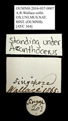 Ceratocanthus sp. "AYC 164" • All Rights Reserved Museum Label