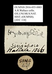 Hydrophilidae sp. "AYC 118" • All Rights Reserved Museum Label