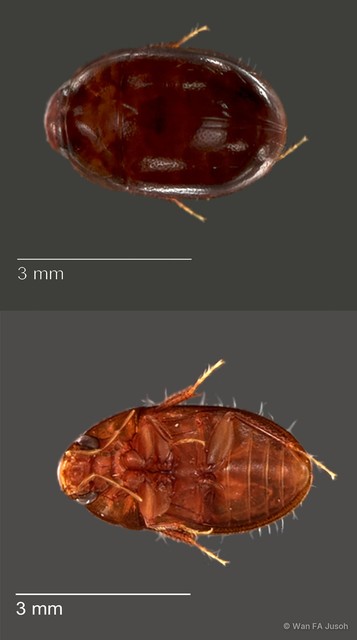 Hydrophilidae sp. "ZRCBDP0063696" • © Wan FA Jusoh • All Rights Reserved