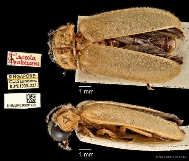 Abscondita pallescens