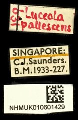 Abscondita pallescens • All Rights Reserved Museum Label