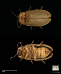 Abscondita pallescens • © Wan FA Jusoh • All Rights Reserved