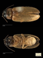 Abscondita pallescens • © Wan FA Jusoh • All Rights Reserved
