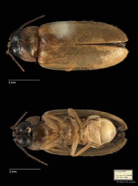 Abscondita pallescens
