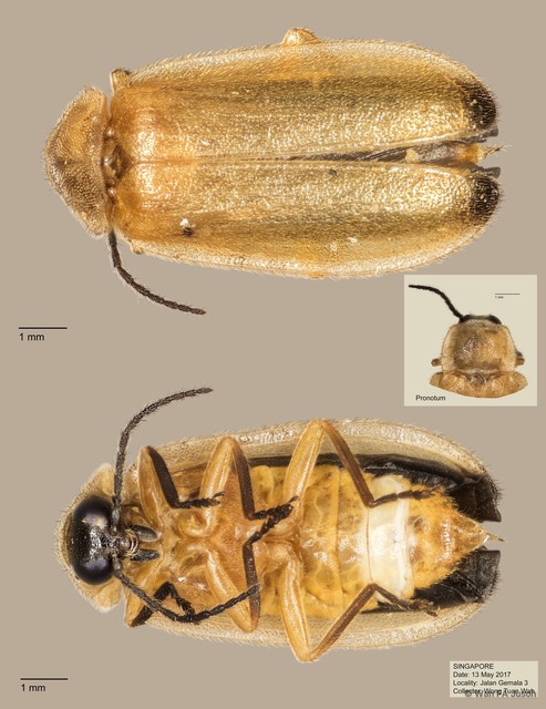 Colophotia sp. "cf. praeusta" • © Wan FA Jusoh • All Rights Reserved