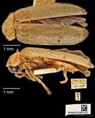 Colophotia brevis • © Ang Yuchen • CC BY 4.0