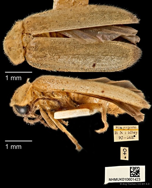 Colophotia brevis • © Ang Yuchen • CC BY 4.0