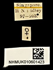 Colophotia brevis • All Rights Reserved Museum Label