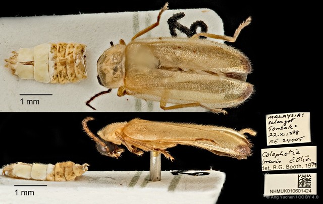 Colophotia brevis