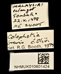 Colophotia brevis • All Rights Reserved Museum Label