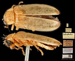 Colophotia praeusta • © Ang Yuchen • CC BY 4.0