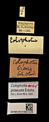 Colophotia praeusta • All Rights Reserved Museum Label