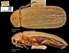 Curtos costipennis • © Ang Yuchen • CC BY 4.0