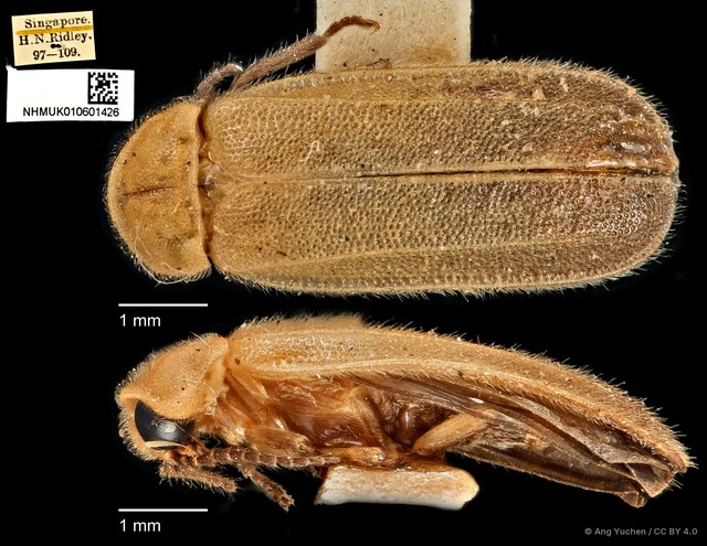 Curtos costipennis • © Ang Yuchen • CC BY 4.0