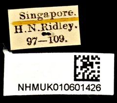 Curtos costipennis • All Rights Reserved Museum Label