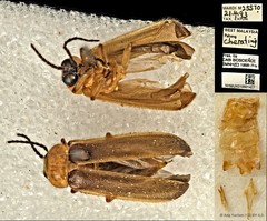 Pteroptyx bearni • © Ang Yuchen • CC BY 4.0