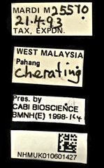 Pteroptyx bearni • All Rights Reserved Museum Label