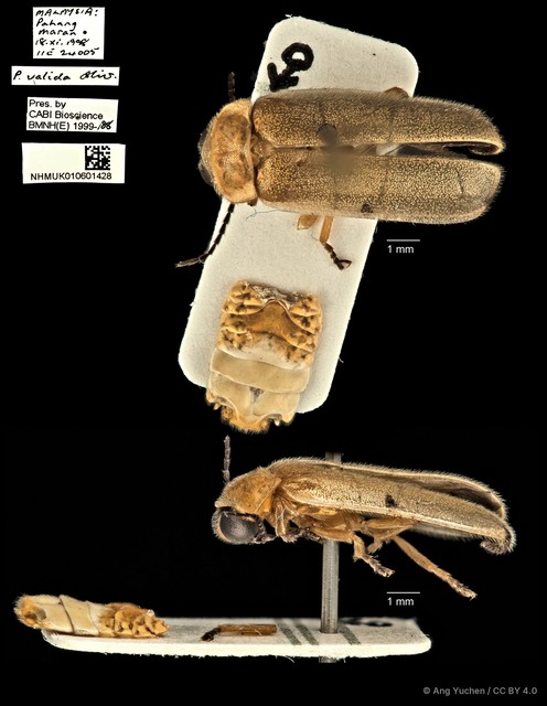 Pteroptyx valida