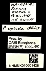 Pteroptyx valida • All Rights Reserved Museum Label