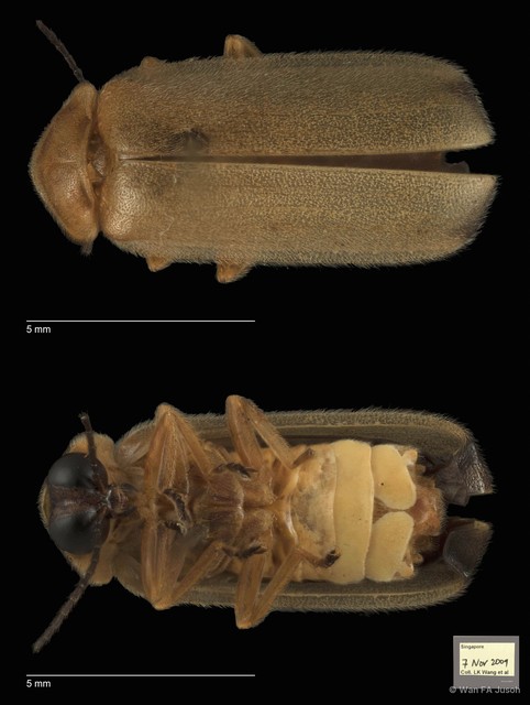 Pteroptyx valida