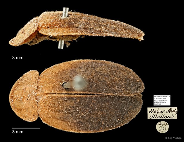 Pyrocoelia fumigata